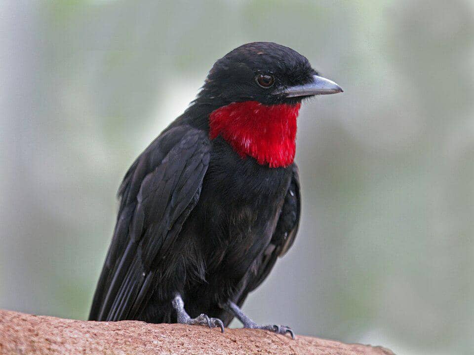 5 Fakta Purple Throated Fruitcrow, Burung Buah dengan Tenggorokan Ungu