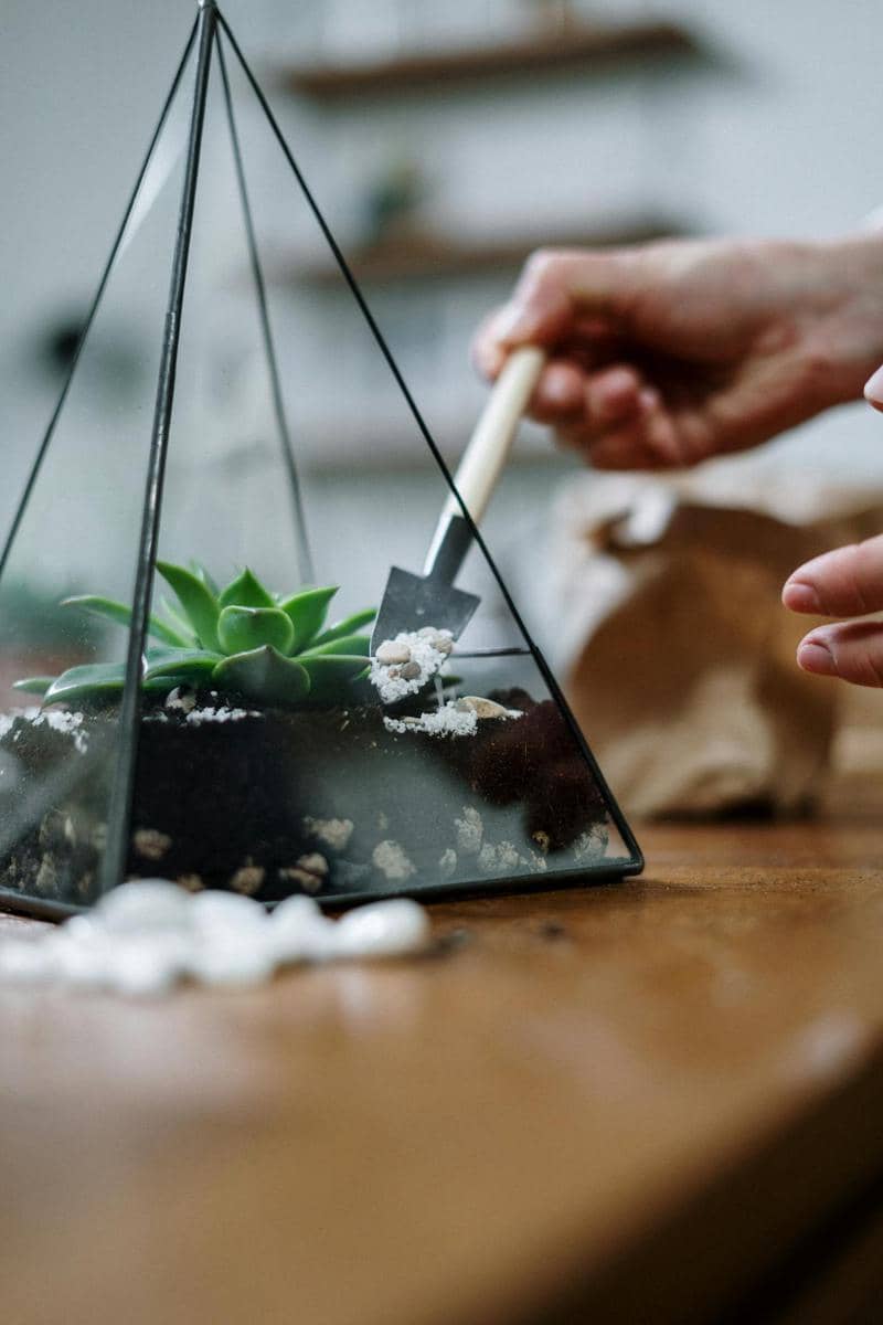 Ilustrasi terrarium (pexels.com/cottonbro studio)