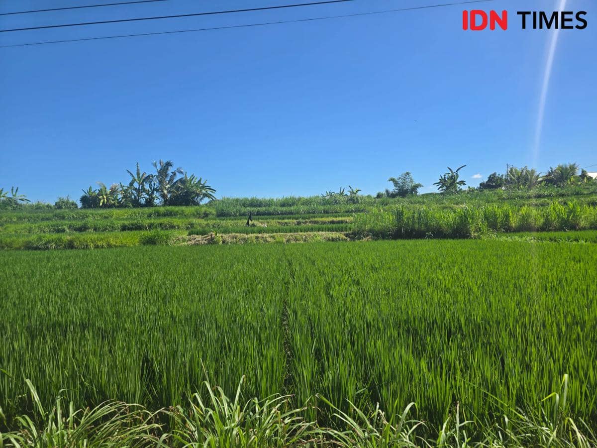 Persawahan di Desa Takmung. (IDN Times/Wayan Antara)
