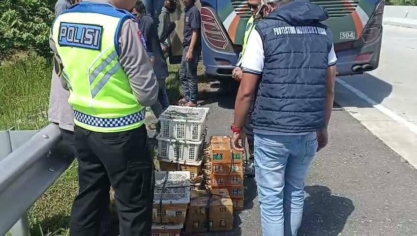 Diangkut Bus ALS, 203 Burung Ilegal Asal Medan Disita di Tol Lampung