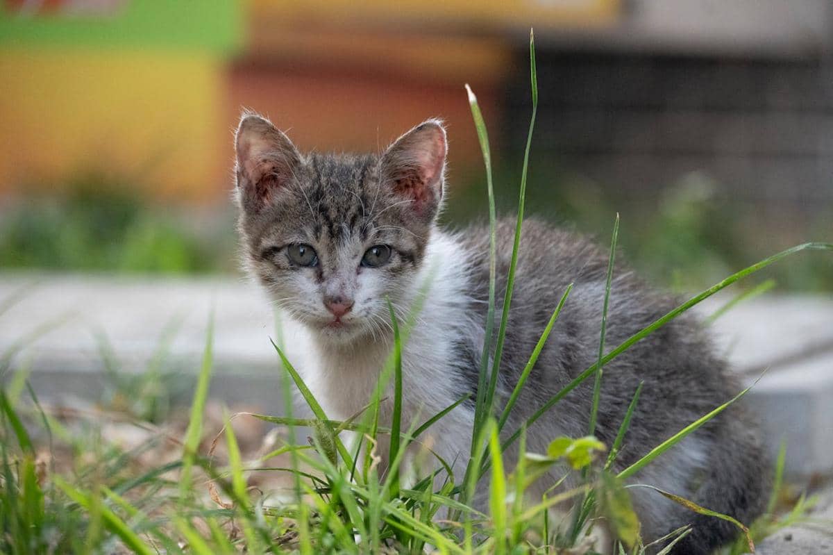 seekor kucing