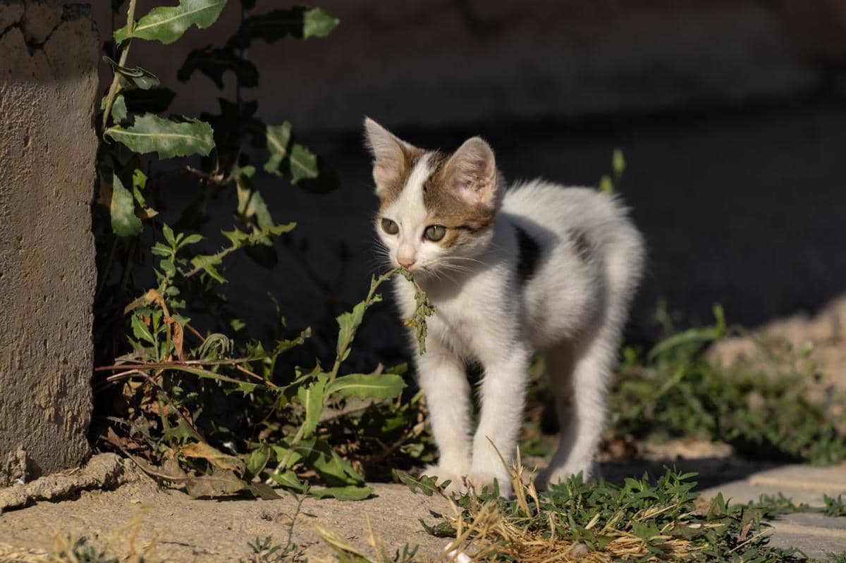 seekor kucing
