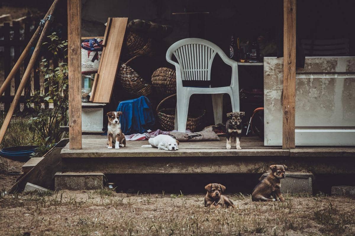 penelantaran anjing