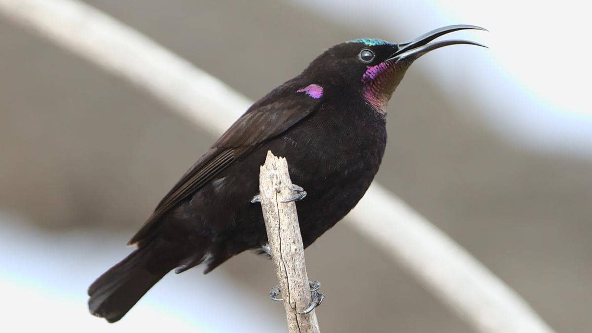 5 Fakta Amethyst Sunbird, Burung yang Sering Dititipi Telur Hewan Lain