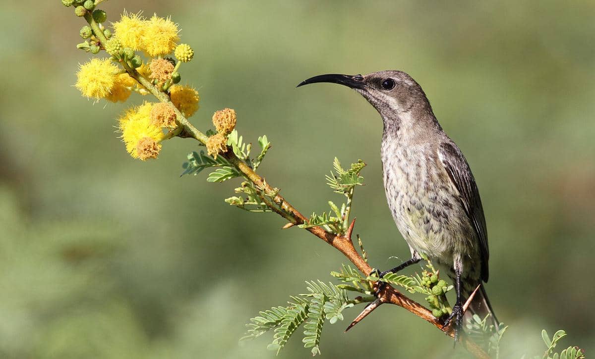 Amethyst Sunbird