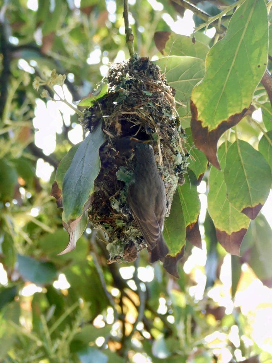 Amethyst Sunbird