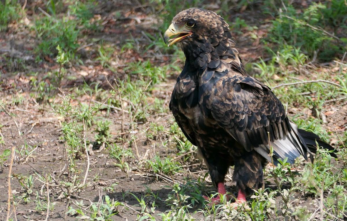 elang bateleur