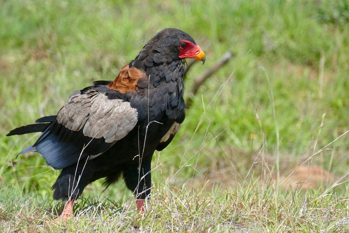 elang bateleur