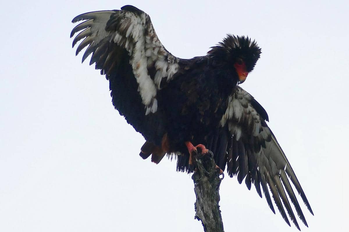 elang bateleur