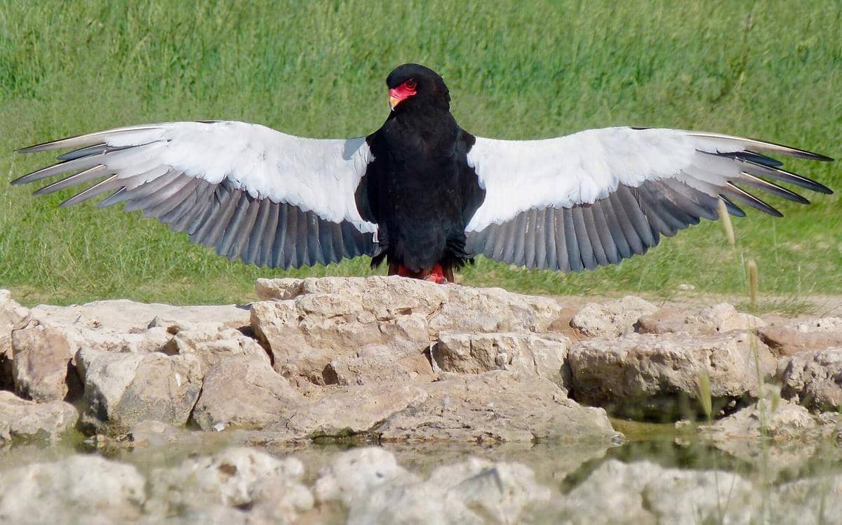 5 Fakta Elang Bateleur, si Akrobatik Udara yang Berasal dari Afrika