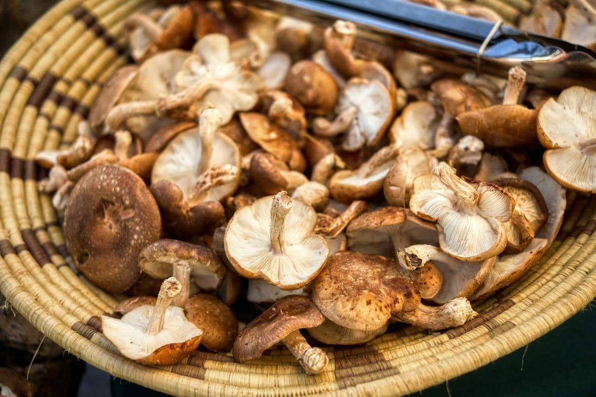 ilustrasi jamur shiitake