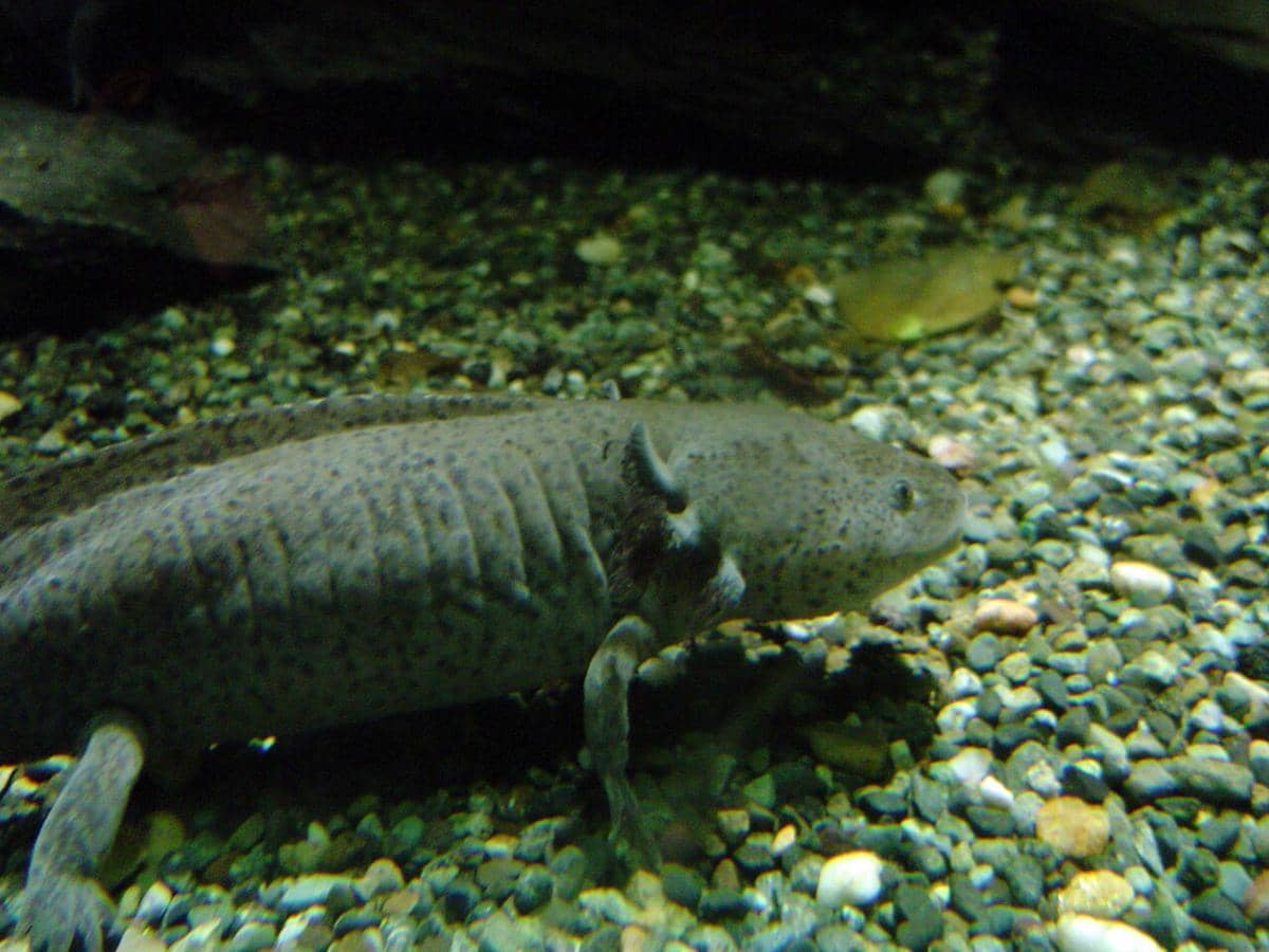 ilustrasi axolotl