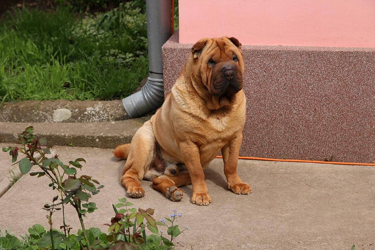 potret shar-pei