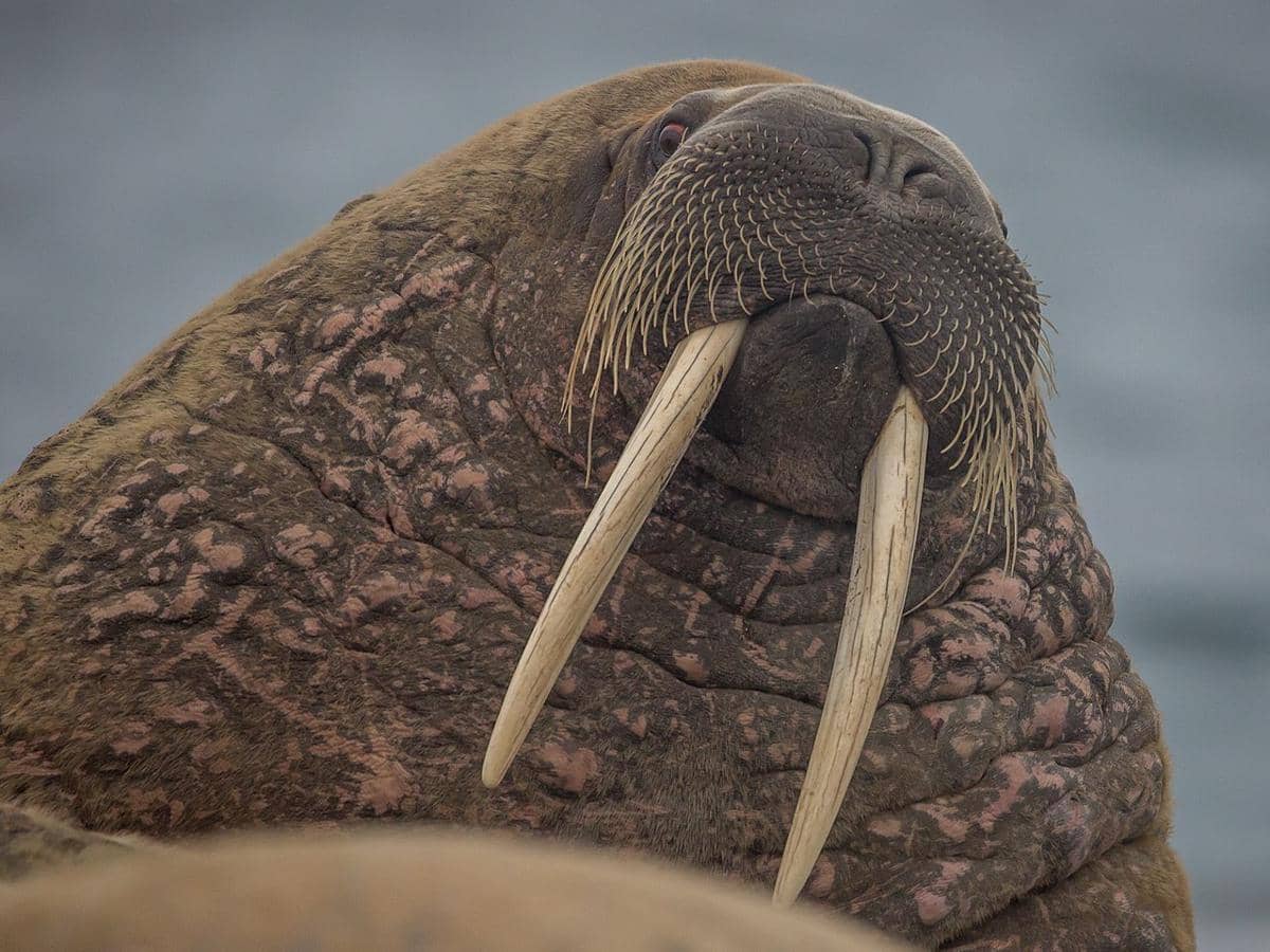 ilustrasi walrus