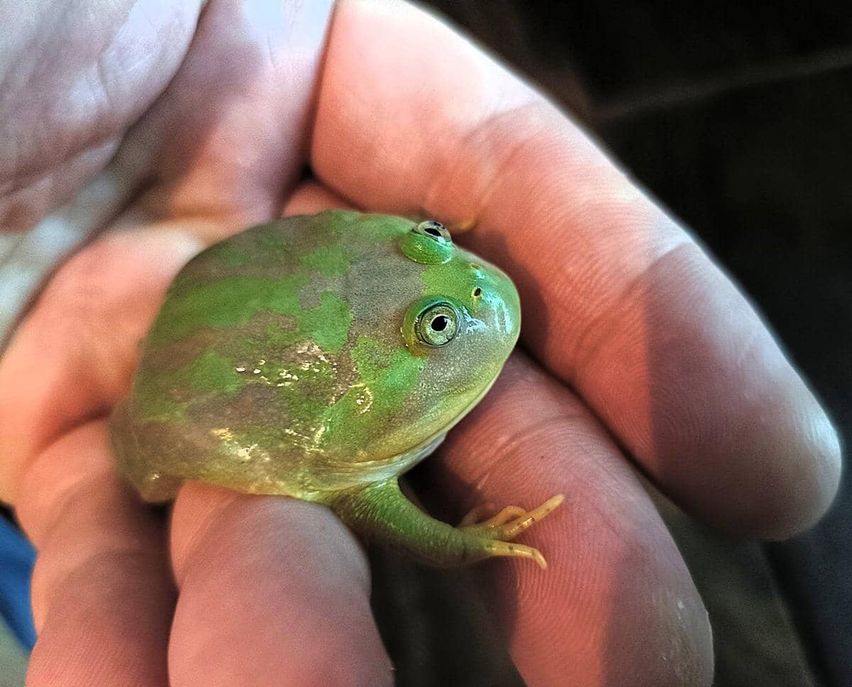 ilustrasi katak budgett
