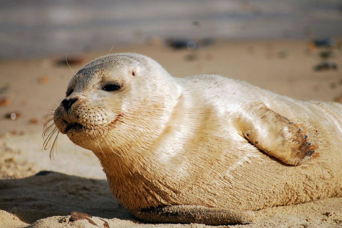 Sering Tertukar, Ini 5 Perbedaan Anjing Laut, Singa Laut, dan Walrus