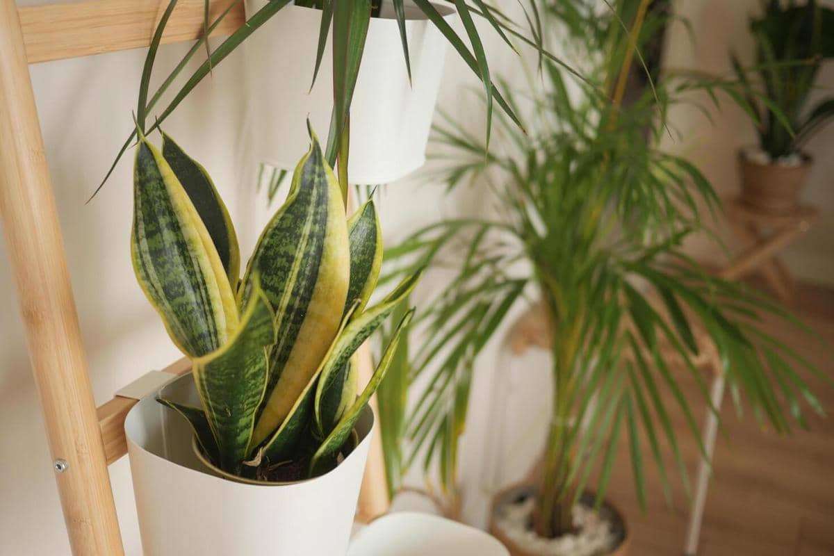 5 Tanaman Hias yang Cocok Ditaruh di Ruang Dapur, Bikin Fresh!