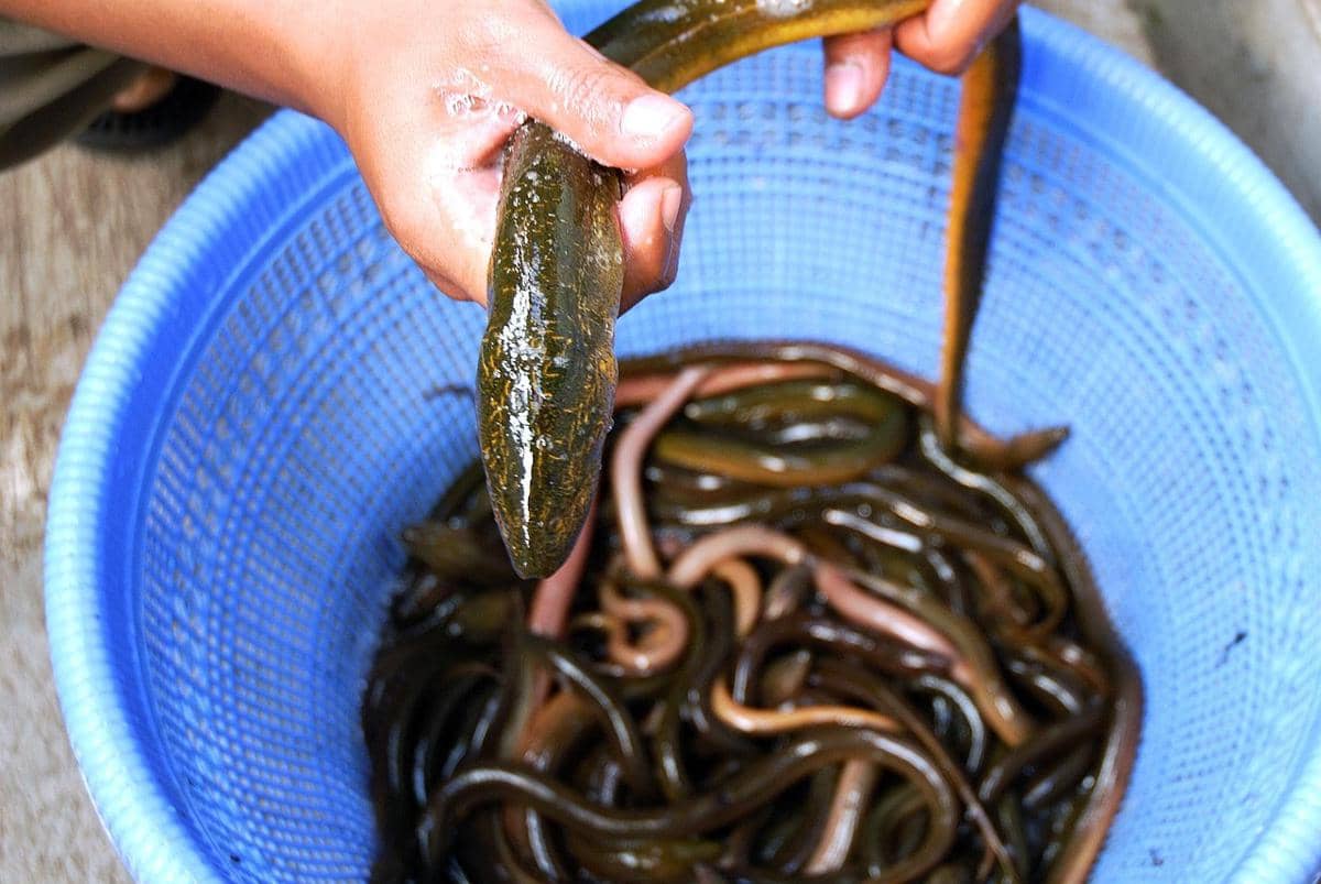 5 Perbedaan Ikan Belut dan Sidat, Berbeda Tapi Sering Dikira Sama