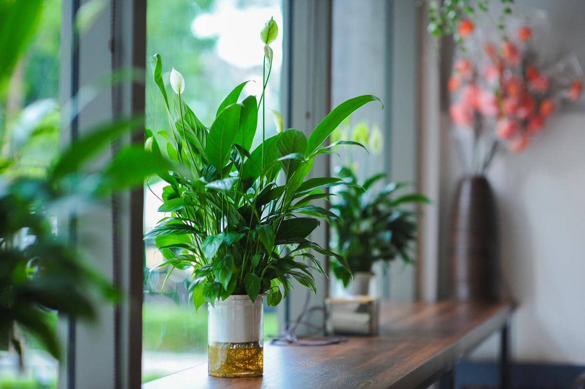 ilustrasi peace lily