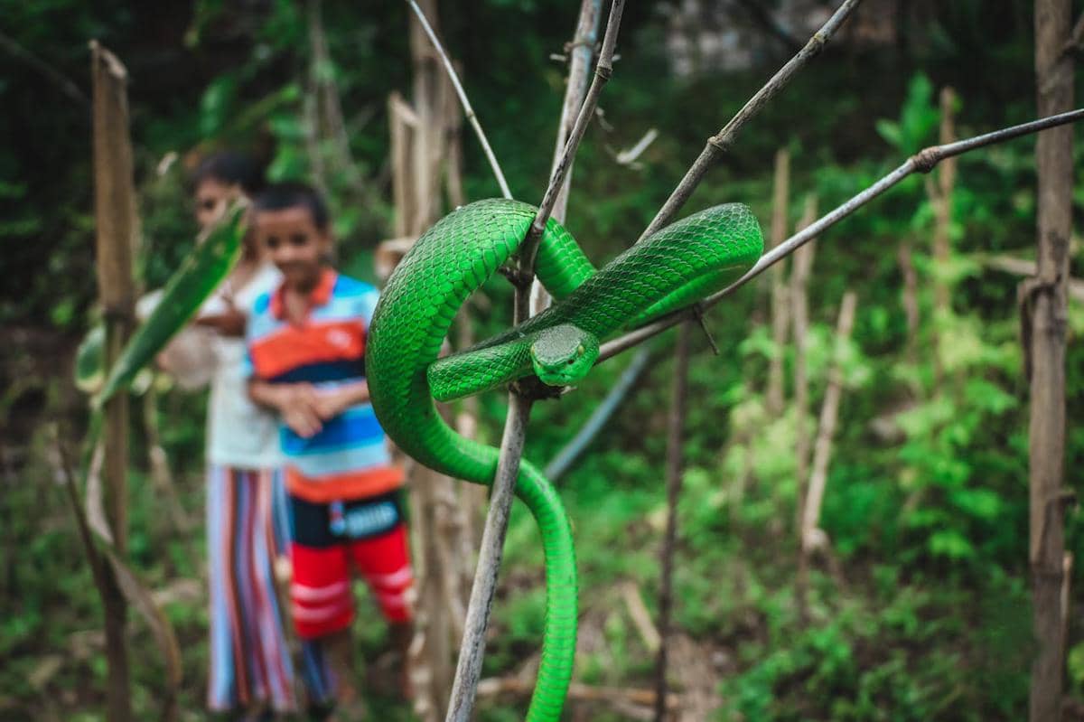 Ular viper hijau