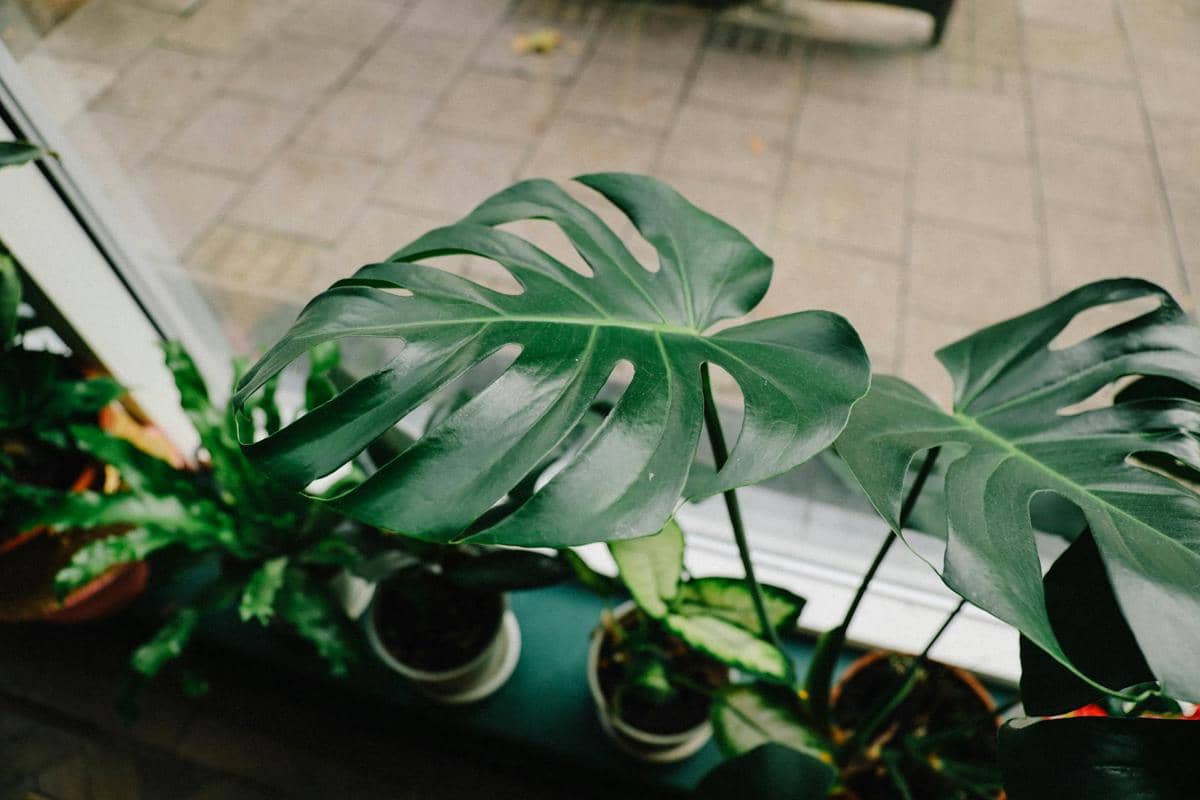 ilustrasi monstera deliciosa