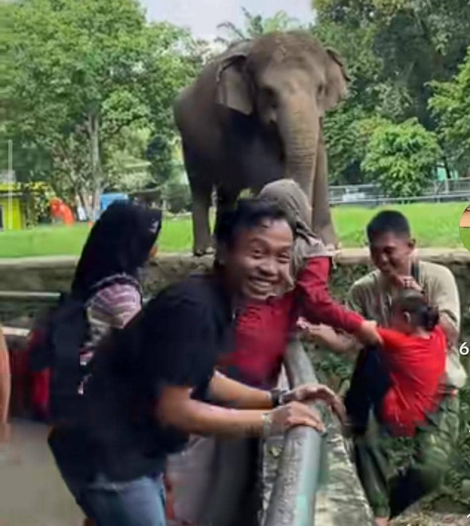 Viral Anak Masuk Kandang Gajah, Pihak Ragunan Duga Demi Konten