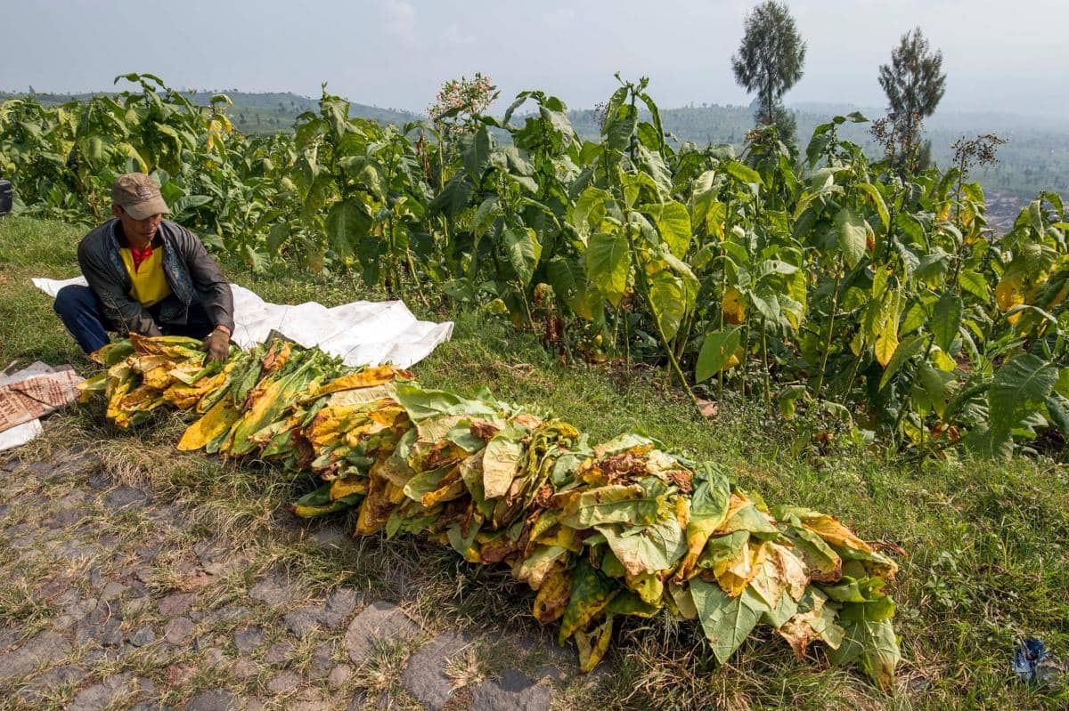 6 Ribu Serikat Pekerja Tolak Rancangan Aturan Kemasan Kemenkes