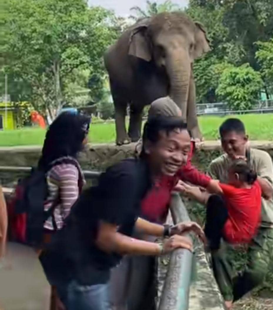 Viral Anak Masuk Kandang Gajah, Pihak Ragunan Duga Demi Konten