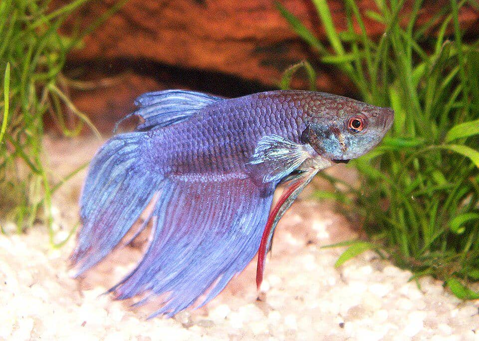 4 Jenis Ikan Hias Agresif yang Punya Insting Teritorial, Naluri Kuat! 