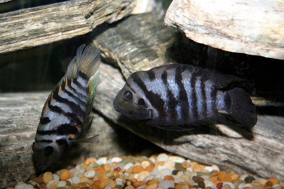 Ikan hias Cichlidae