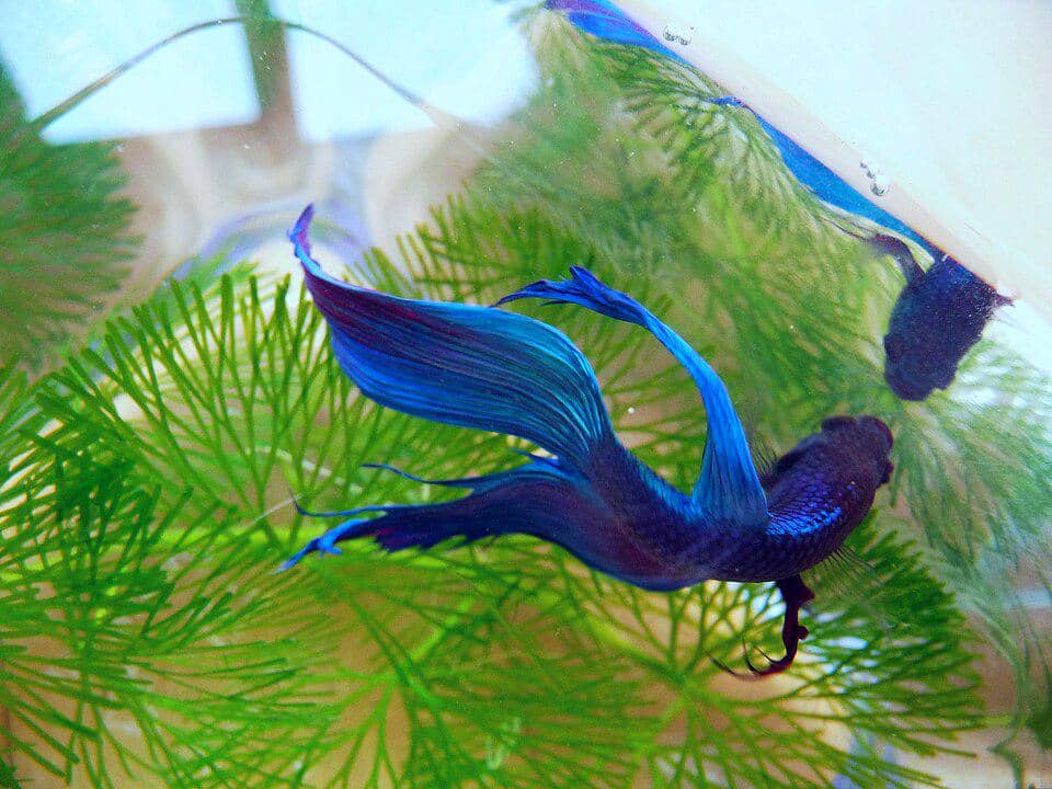 Ikan hias Betta splendens 
