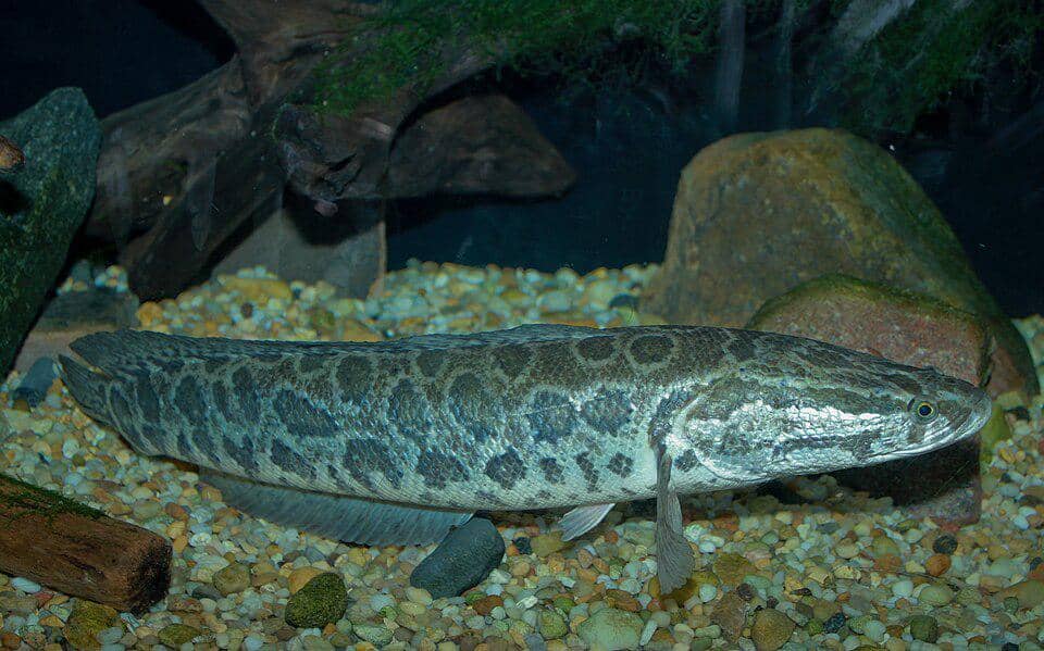 Ikan Channa (snakehead) 