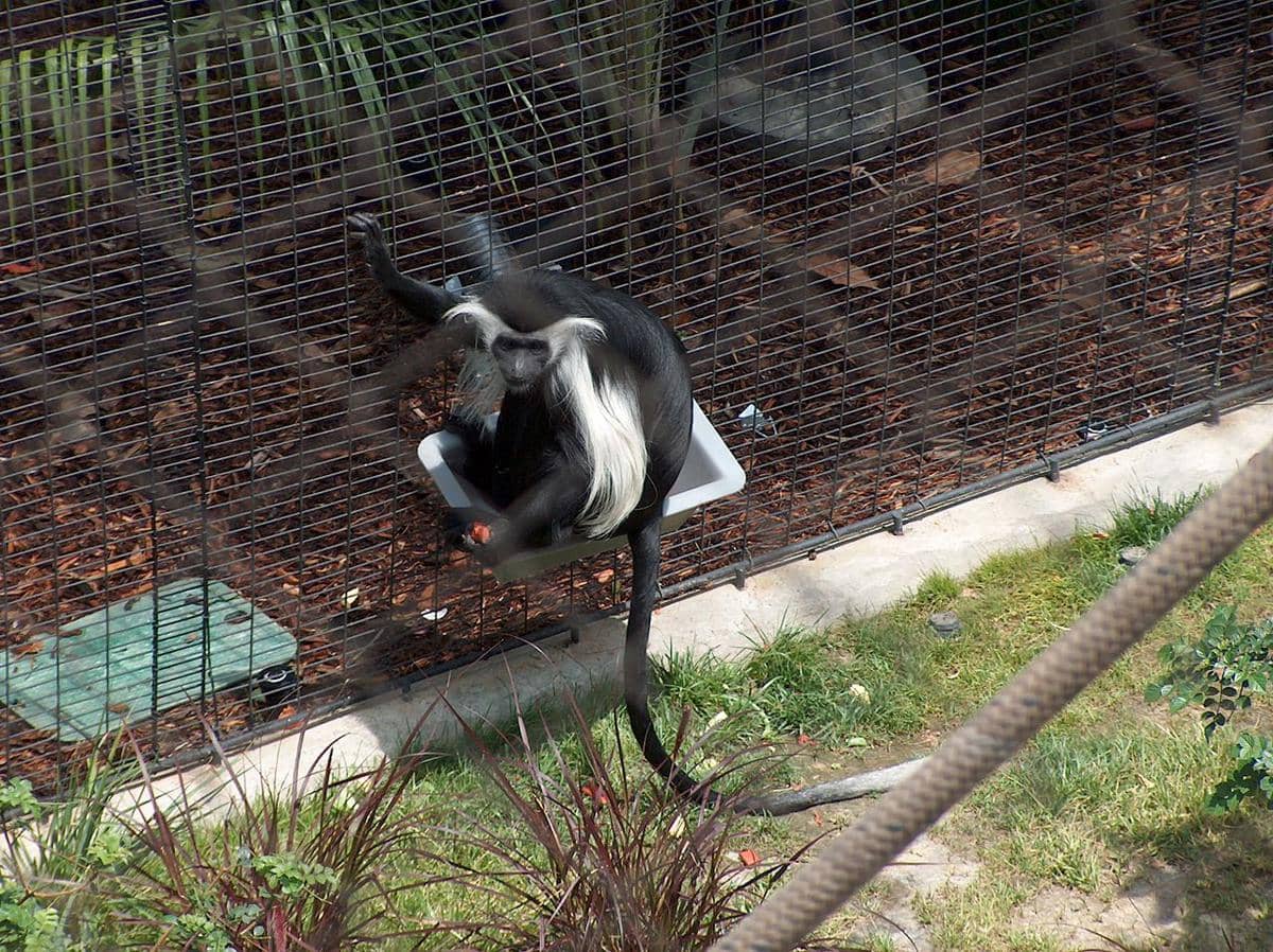 Monyet colobus angola