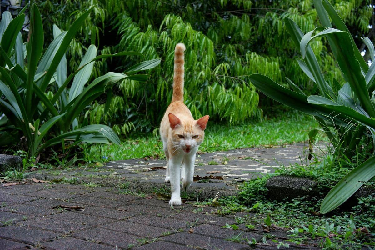 5 Cara Menjinakkan Kucing Galak di Sekitar Rumah agar Bisa Dielus