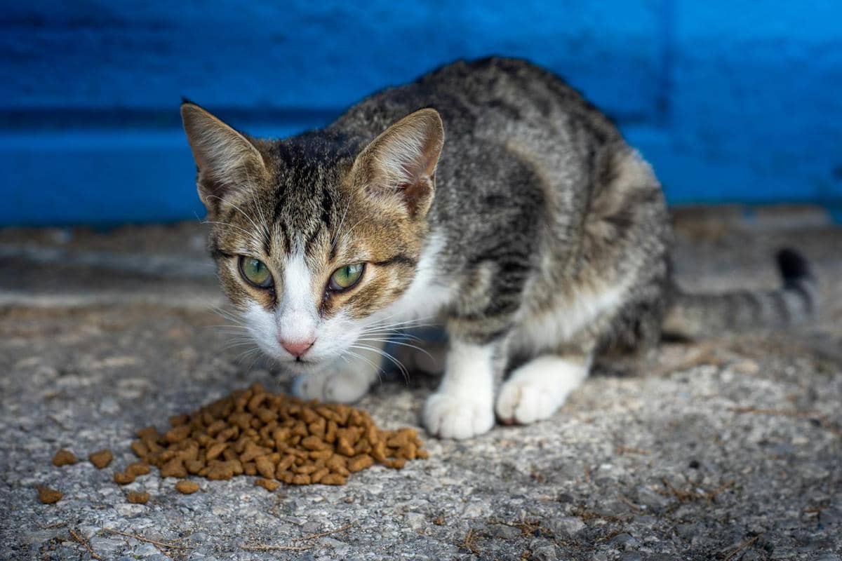 ilustrasi memberi makan kucing