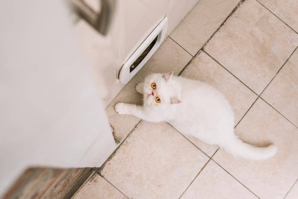 Kenapa Kucing Mengikuti Pemilik ke Kamar Mandi? Ini Alasannya