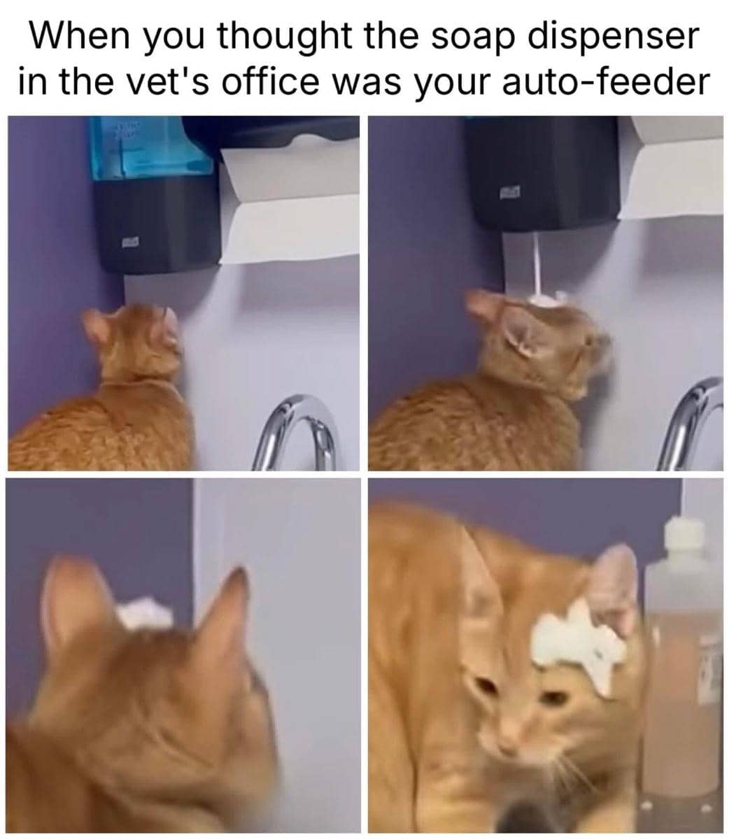 meme kucing kasihan