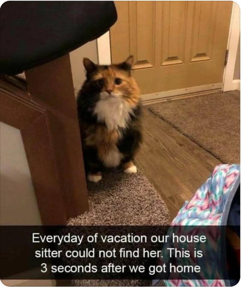 meme kucing kasihan