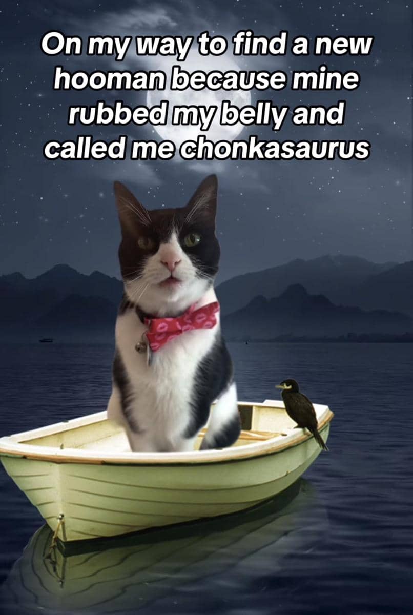 meme kucing kasihan