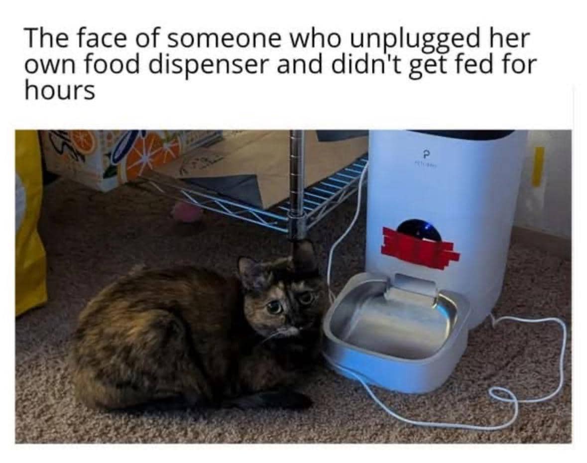 meme kucing kasihan