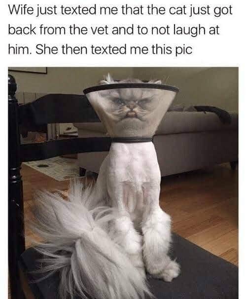 meme kucing kasihan