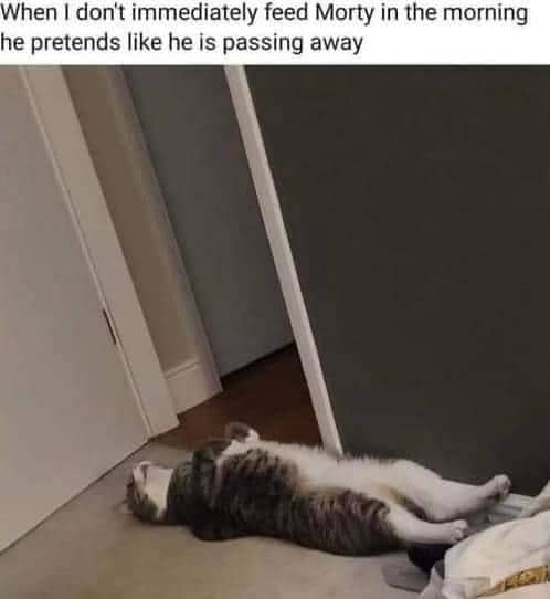 meme kucing kasihan