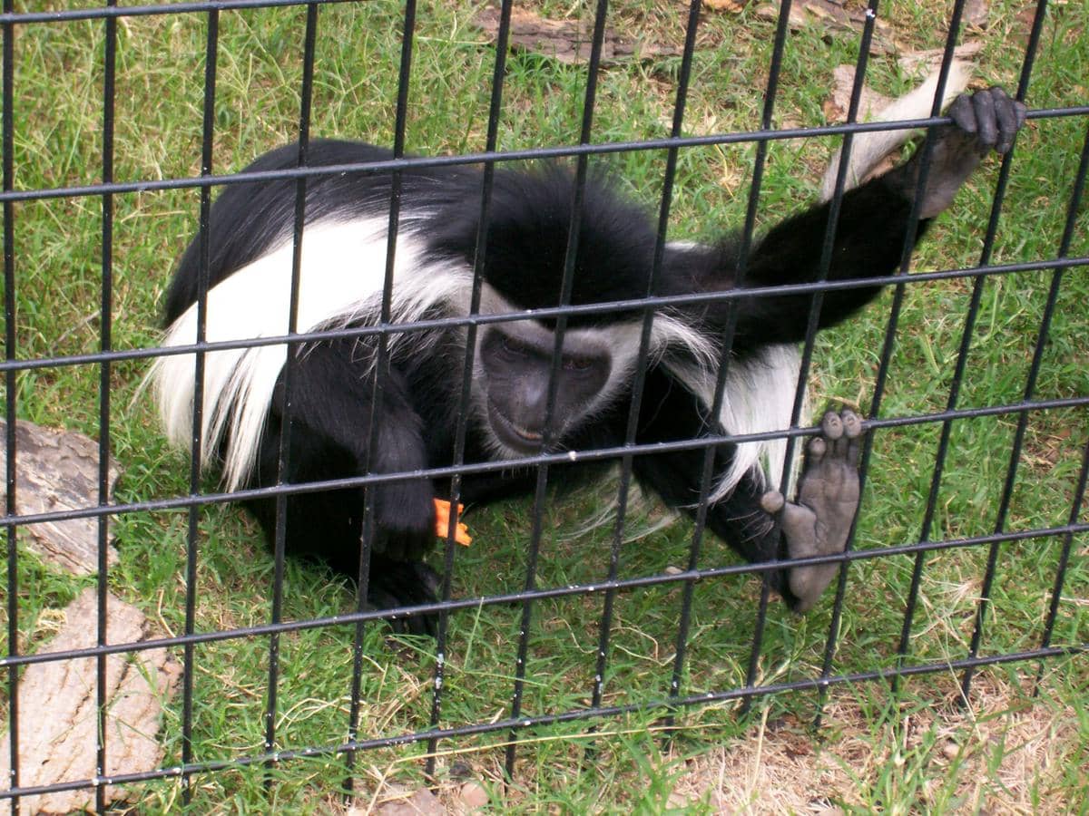 Monyet colobus angola