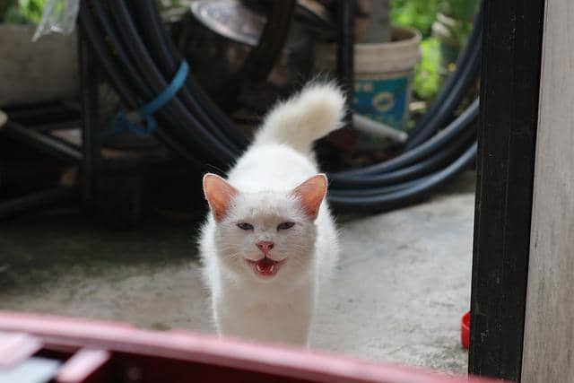 ilustrasi kucing