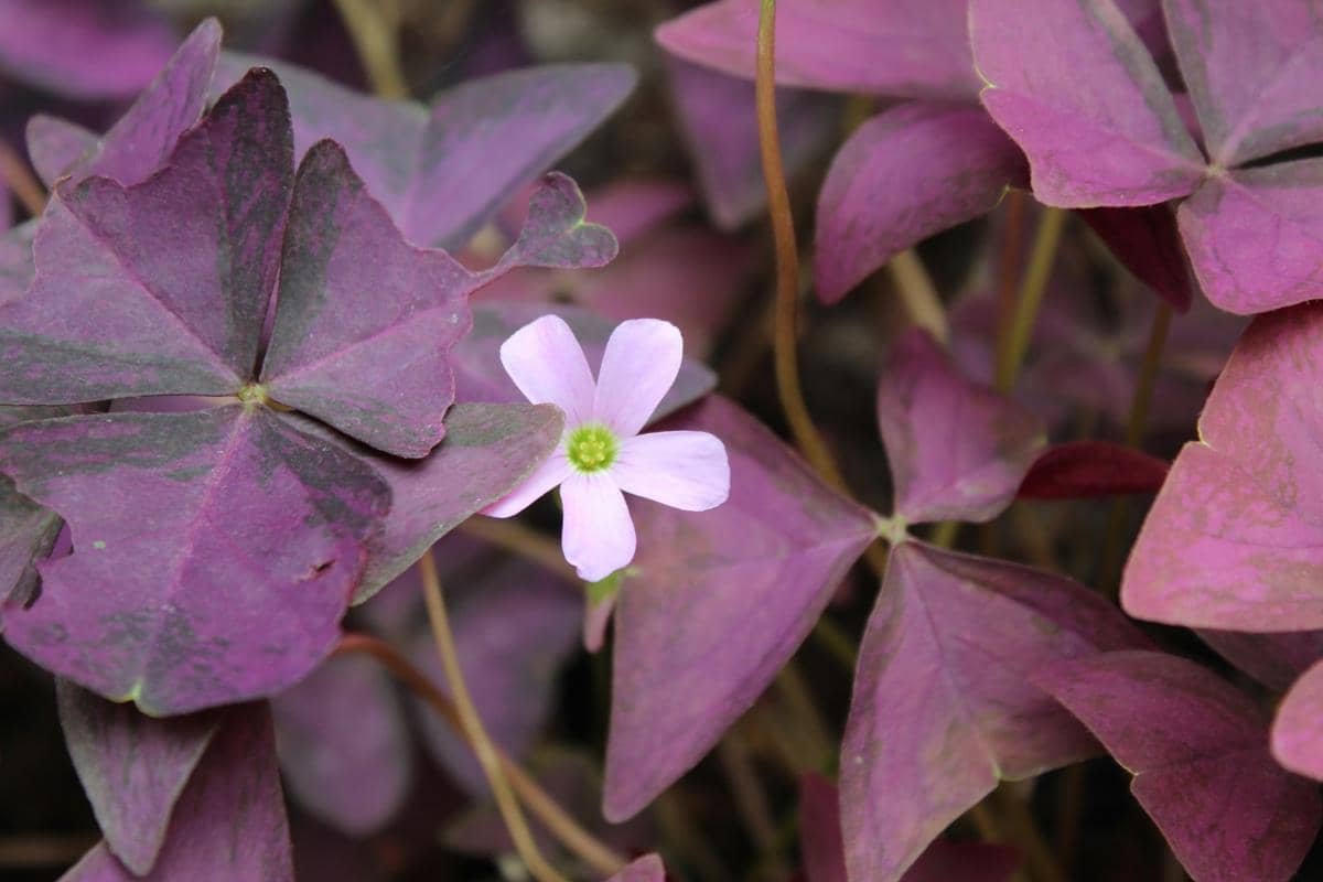 Bunga kecil berwarna merah muda lembut mekar di tengah tanaman kupu kupu ungu atau Oxalis triangularis