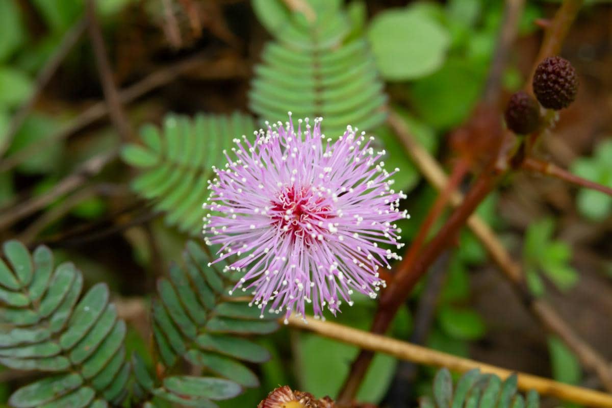 Foto close up bunga bulat berwarna merah muda keunguan dari tanaman putri malu Mimosa pudica yang dikelilingi dedaunan kecil