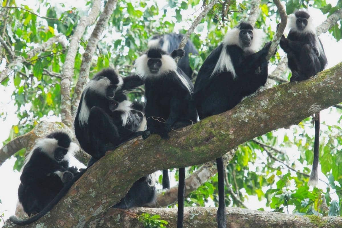 Monyet colobus angola