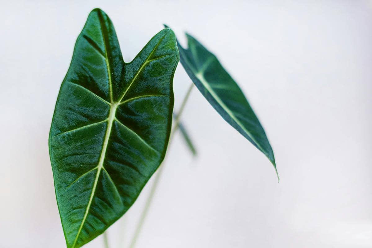 Dua helai daun hijau tanaman hias Alocasia berbentuk hati atau mata panah dengan latar belakang putih polos yang minimalis