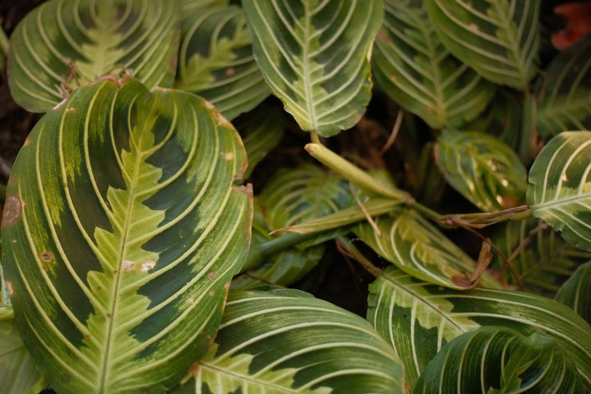 Foto close up sekumpulan daun tanaman hias Maranta leuconeura dengan corak garis hijau muda dan putih yang tegas