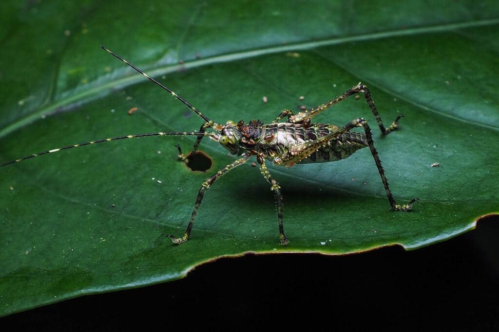 Serangga Phricta spinosa